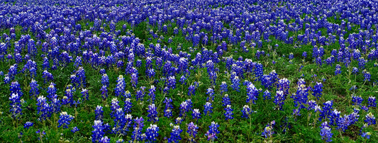 Bluebonnet Benefits