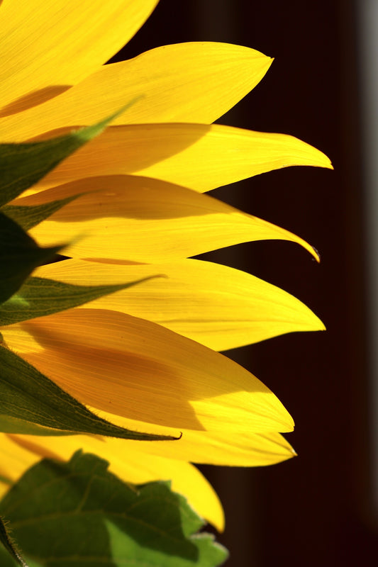 sustainable beauty sunflowers