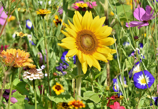 Sunflowers